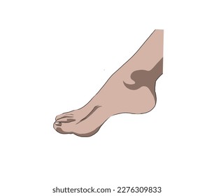 a leg that is tiptoe, with a white background