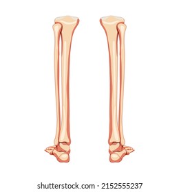 229 Posterior view pelvis Images, Stock Photos & Vectors | Shutterstock