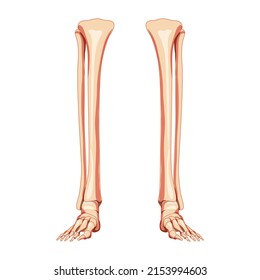 Leg tibia, fibula, Foot, ankle Skeleton Human front Anterior ventral view. Set of Anatomically correct 3D realistic flat natural color concept Vector illustration isolated on white background