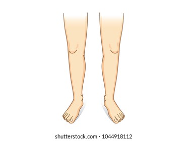 Leg vector in front view. Illustration about human legs composition.
