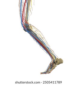 Leg vessels and bones. Vector illustration.