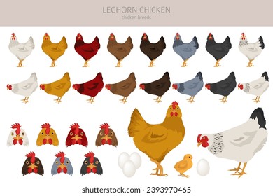 Leghorn Chicken breeds clipart. Poultry and farm animals. Different colors set.  Vector illustration