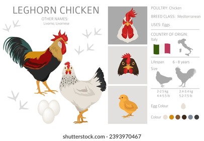 Leghorn Chicken breeds clipart. Poultry and farm animals. Different colors set.  Vector illustration