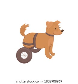 Legless dog on wheelchair vector illustration. Disabled pet isolated on white background.