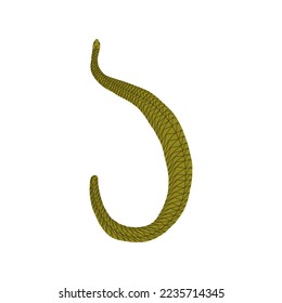 Legless lizard or snake. Vector illustration in hand drawn style