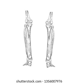Legs bones illustration vector, hand drawn vector 