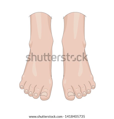 Legs illustration on white background. Feet toes health. Stock vector illustration.