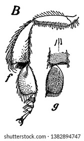Legs of the Stingless Bee is a large group of bees, vintage line drawing or engraving illustration.