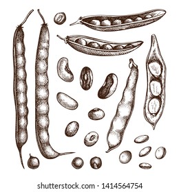 Legume crops drawing set. Bean cultures collection. Gluten free food elements. Vector vegetables - beans, seeds, pods in engraved style. Great for packaging, menu, label. High detailed illustrations.