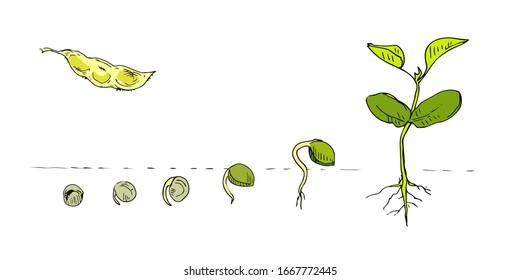 Legume crops hand drawn in line art style isolated on white. Phases plant growing. Seeds sprouts in soil, fresh green plants. Ideal for the design packaging materials, organic farm products. Vector