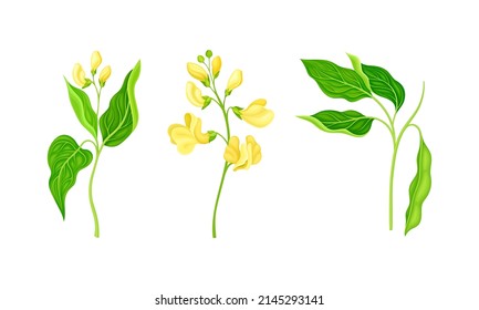 Legume plant with leaves and flowers set vector illustration