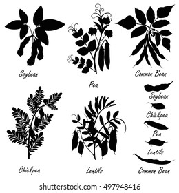 Legume plants (common bean. soybean, lentil, pea, chickpea ). Set of hand drawn vector silhouettes of various legume plants (pulses) and bean pods. 