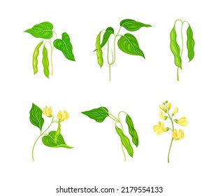 Legume Plants With Green Leaves, Flowers And Pods Set. Soybean Plant Vector Illustration