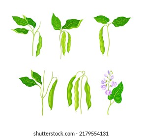 Legume plants with green pods and flowers set vector illustration