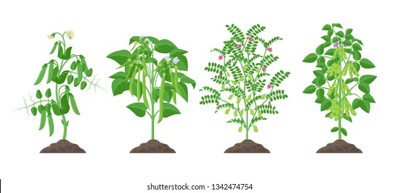 Legume plants with ripe fruits growing from soil isolated on white background. Pea, Common bean, Chickpea, Soybean mature plants with pods and green foliage, botanical infographic elements.