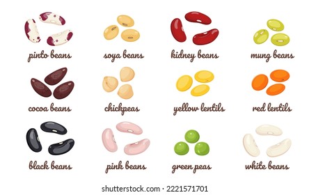 Legumes with different types of beans. Vector set of lentil seeds, chickpeas, green peas, cocoa and soybeans. Protein raw food for vegetarians.