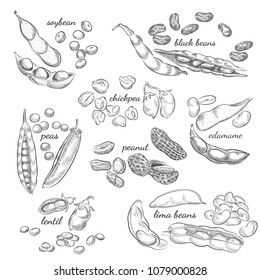 Legumes hand drawn illustration. Nuts, peas, beans, pods and shells sketches isolated on white background.