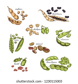 Legumes hand drawn illustration. Nuts, peas, beans, pods and shells sketches isolated on white background.