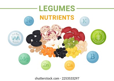 Legumes with high nutritional value banner concept. Fermented fiber, protein, vitamin B, K, Ca, Mg, Fe, Zn. Nutrient benefits of pulses vector illustration.