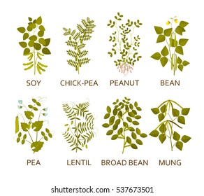 Legumes plantas con hojas, vainas y flores. Ilustración vectorial.