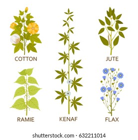 Legumes plants with leaves, pods and flowers. Vector illustration.