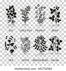 Legumes plants with leaves, pods and flowers. Silhouette icons with reflection on transparent background. Vector illustration.