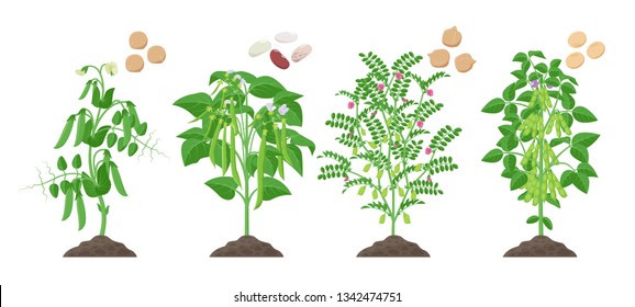 Legumes plants with ripe fruits growing from soil isolated on white background. Pea, Common Bean, Chickpea, Soybean mature plants with pods and green foliage and their ripe seeds infographic element.