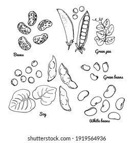 Legumes. Vector drawing of food. Green peas, beans, soybeans, white beans