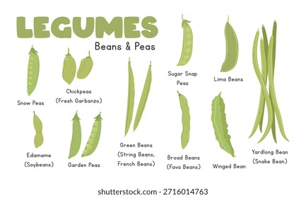 Conjunto de Vector de legumbres. Vector plano de la historieta de los tipos de los frijoles y de los guisantes aislado en fondo blanco. Frijoles verdes (en tiras, francés), guisantes a presión de azúcar, frijoles lima, guisantes de nieve, garbanzos (Garbanzo fresco), damame (soja), guisantes de jardín, frijoles anchos, frijoles alados y frijoles de Yardlong (frijoles de serpiente)