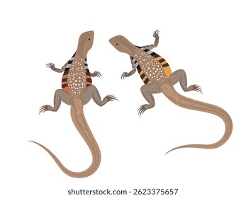Leiolepis ngovantrii on white background