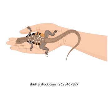 Leiolepis ngovantrii on white background
