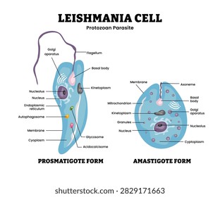 Leishmania cell structure anatomy diagram infographic. Protozoan parasite. Labeled promastigote form, amastigote form, flagellum, nucleus, autophagosome, acidocalcisome. Parasitic eukaryotic organism.
