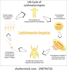leishmania tropica labeled