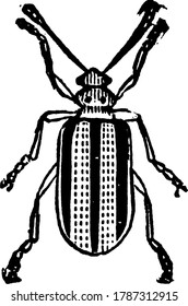 Lema trilineata species are three lined potato beetle, vintage line drawing or engraving illustration.