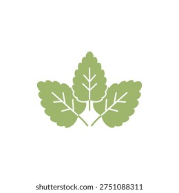 Lemon Balm Botanical Illustration with Simple Rounded Leaves Flat Herbal Vector