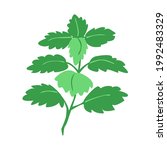 Lemon balm bunch branch with leaves isolated on white. Medical herbs and plants. Hand drawn silhouette vector illustration in  botanical sketch style. Design for packaging tea, oil, print, textile