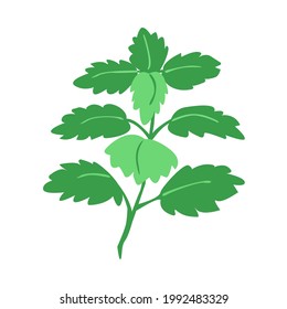 Lemon balm bunch branch with leaves isolated on white. Medical herbs and plants. Hand drawn silhouette vector illustration in  botanical sketch style. Design for packaging tea, oil, print, textile