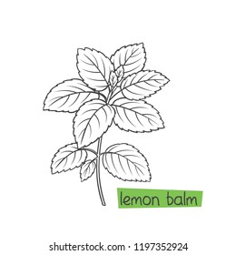 Lemon balm bunch hand drawn vector illustration. Medical herbs and plants.