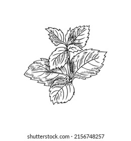 Lemon balm bunch with outlined leaves, hand drawn sketch vector illustration isolated on white background. Melissa herbs with engraving texture.