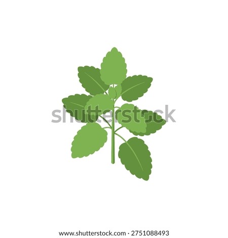 Lemon Balm Herb Flat Design Smooth Shapes Neat Layout Green Botanical 2D Vector Illustration