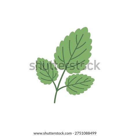 Lemon Balm Herb with Neat Composition and Solid Fills Botanical Plant Illustration