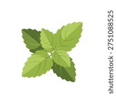 Lemon Balm Herb with Overlapping Leaves and Gentle Highlights Botanical Illustration