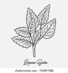 Lemon Balm herb spice leaves, a bunch of herb, hand drawn vector sketch illustration