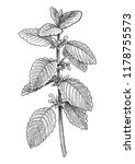 Lemon balm illustration, drawing, engraving, ink, line art, vector