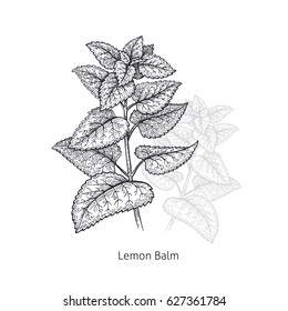 Lemon Balm. Medical herbs and plants Isolated on white background series. Vector illustration. Art sketch. Hand drawing object of nature. Vintage engraving style. Black and white.