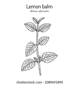 Lemon balm (Melissa officinalis), aromatic, kitchen and medicinal herb. Hand drawn botanical vector illustration