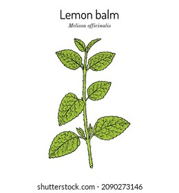 Lemon balm (Melissa officinalis), aromatic, kitchen and medicinal herb. Hand drawn botanical vector illustration