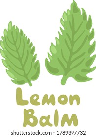 Lemon Balm or Melissa officinalis. Green seasoning, medicinal herbs and spices. Harvest green raw lemon balm leaves. Medicinal plants lemon balm twigs on a white isolated background. Melissa plant