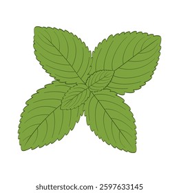 Lemon balm or melissa officinalis, many fresh green leaves, silhouette of medicinal plant