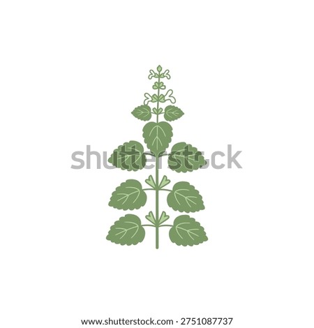 Lemon Balm Plant Icon with Simple Botanical Structure Flat 2D Herbal Illustration